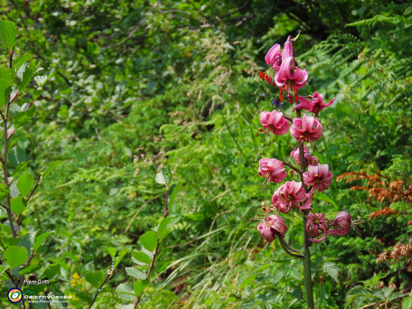 65 Lilium martagon (Giglio martagone).JPG